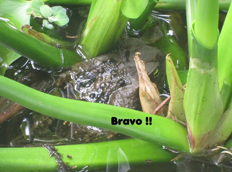 grenouille